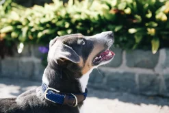Kentucky Plaited Nylon Dog Collar