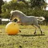 Maximus lekeball 65cm