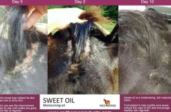 Sweet Oil - 500ml